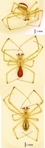 Enoplognatha ovata